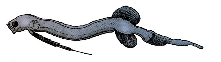 Parataeniophorus gulosus_01.jpg